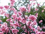 沖縄の緋寒桜