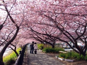 河津桜と温泉が楽しめる宿