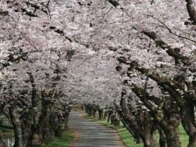 赤城南面千本桜