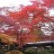 強羅環翠楼の紅葉
